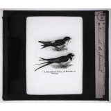 Les Oiseaux utiles. Hirondelles de fenêtre et de cheminée. 