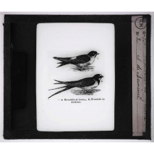 Les Oiseaux utiles. Hirondelles de fenêtre et de cheminée.
