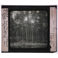 La Forêt. Notions élémentaires de sylviculture. En Sologne. Pins sylvestres.