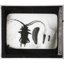 Métamorphoses des insectes. Métamorphose du Capricorne.