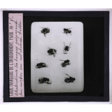 La Vie des insectes. Chalicodomes des hangars préparant leur mortier sur un chemin battu.