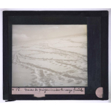La Vie et les moeurs du pingouin Adélie. Traces de pingouins sur la neige fraîche.