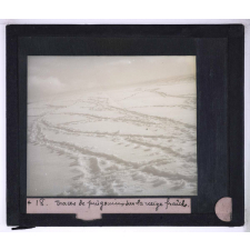 La Vie et les moeurs du pingouin Adélie. Traces de pingouins sur la neige fraîche.