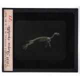 Les Adaptations à la natation chez les animaux. Phoque, squelette.