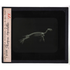 Les Adaptations à la natation chez les animaux. Phoque, squelette.