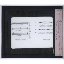 L'Acoustique et les instruments de musique. Vibrations des cordes harmoniques.