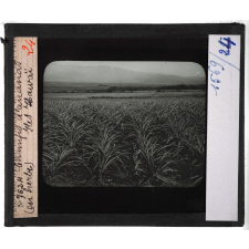 Hawai. Champs d'ananas (en herbe).