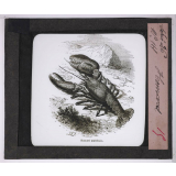 La Culture des eaux. Homard.