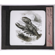 La Culture des eaux. Homard.
