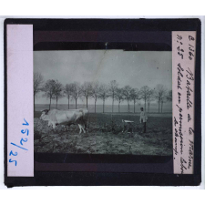 La Bataille de la Marne. Le théâtre des combats de 1915. Soldat en permission labourant le champ.