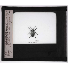 Les Insectes parasites de la vigne. Altise de la vigne.