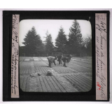 Déboisement et reboisement, sociétés scolaires pastorales forestières. Semis de pins Sylvestre en pépinière.