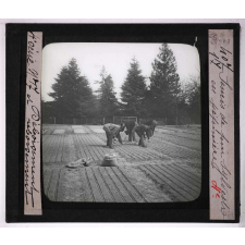 Déboisement et reboisement, sociétés scolaires pastorales forestières. Semis de pins Sylvestre en pépinière.