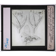 Biologie florale. Blastophaga fécondant une femelle - sortant de la galle, insecte femelle.