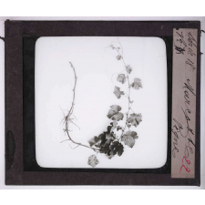 La Plante. Marcotte de vigne.