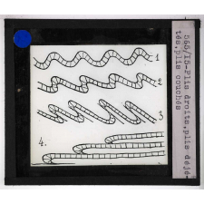 L'Evolution des chaînes de montagnes. Plis droits, plis déjetés, plis couchés.