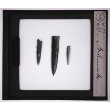 Les Animaux disparus. Bélemnites.