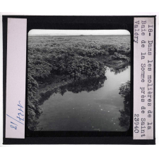 Côtes de la Manche et Atlantique. Dans les molières de la Baie de la Somme près de Saint Valéry.