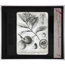 Les Plantes à caoutchouc et à gutta-percha. Hancornia speciosa.