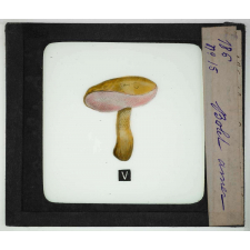 Notions élémentaires sur les champignons comestibles et vénéneux. Bolet amer.