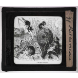 Oiseaux et mammifères nuisibles. Rat des moissons.