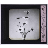 L'Art à l'école, décoration par les fleurs de printemps. Bouquet de Leucanthèmes ou grandes marguerites.