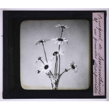 L'Art à l'école, décoration par les fleurs de printemps. Bouquet de Leucanthèmes ou grandes marguerites.