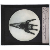 Quelques exemples d'observations microscopiques. Larve d'oursin.