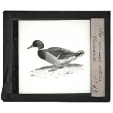 Les Oiseaux utiles. Canard.
