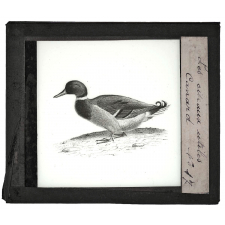 Les Oiseaux utiles. Canard.
