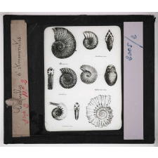 Les Fossiles de l'ère secondaire. Coquilles d'ammonites.