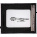 Les Animaux parasites de l'homme. Demodex.
