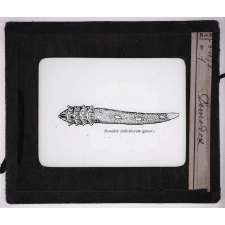 Les Animaux parasites de l'homme. Demodex.