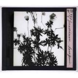 L'Art à l'école, décoration par les fleurs d'été. Géranium sanguin.