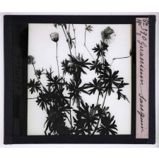 L'Art à l'école, décoration par les fleurs d'été. Géranium sanguin.