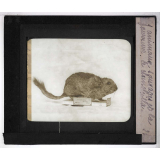 Les Animaux sauvages et la fourrure. Le chinchilla.