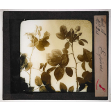 Les Plantes. Epines.
