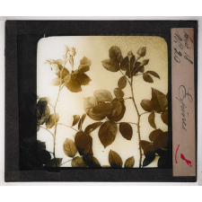 Les Plantes. Epines.