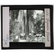 Australie. Série I. Géographie physique et indigènes. Figuier géant.