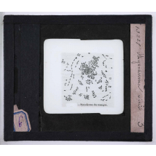 Pasteur. Mycoderma vini.