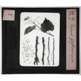 Les Insectes. Lésions phylloxériques.