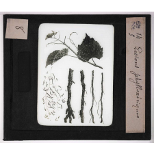 Les Insectes. Lésions phylloxériques.