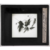 Métamorphoses des insectes. Larves de Perles et d'Ephémères.