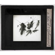 Métamorphoses des insectes. Larves de Perles et d'Ephémères.