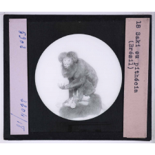 Singes et lémuriens. Saki ou pithécia (Brésil).