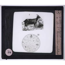 Maladies transmises à l'homme par les animaux. 1° Chèvre - 2° micrococcus melitensis.