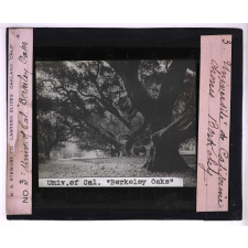 Université de Californie. Berkeley Oaks - Chênes de Berkeley.