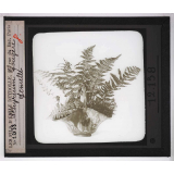 La Culture des plantes d'appartement. Arhirium fougère femelle.