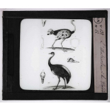 Les Oiseaux utiles. L'autruche et le nandou.