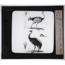 Les Oiseaux utiles. L'autruche et le nandou.